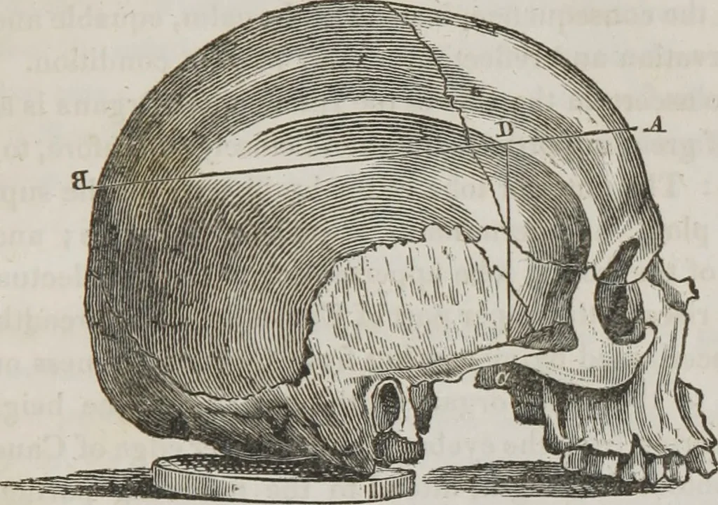 An illustration from Lectures on phrenology : including its application to the present and prospective condition of the United States, 1839, leaf 234