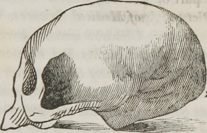 An illustration from Lectures on phrenology : including its application to the present and prospective condition of the United States, 1839, leaf 42