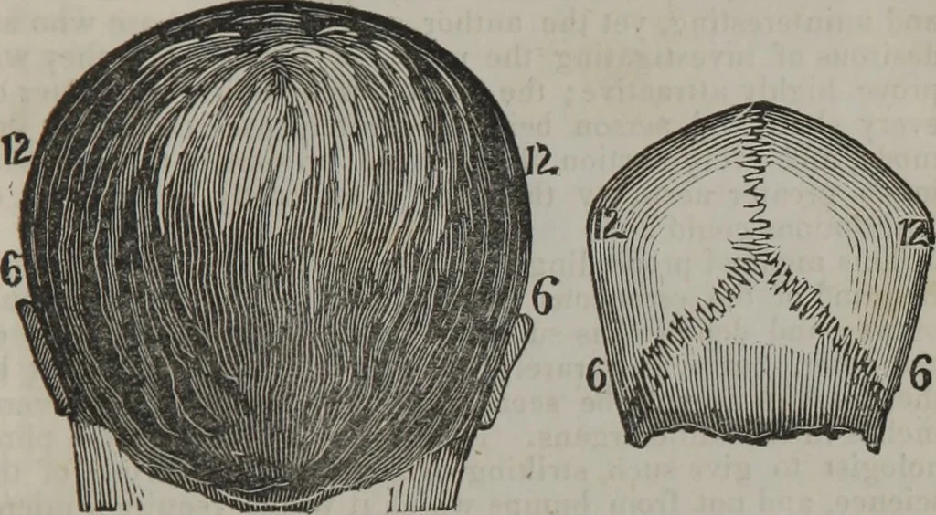 An illustration from Coombs's standard phrenology : exhibiting the exact phrenological admeasurements of above fifty distinguished and extraordinary personages, of both sexes : with skulls of the various nations of the world : embellished with above 50 engravings, and poetical descriptions of beauty, intellect, and physiognomy : with observations explanatory of the science, adapted to the character of [blank], 1841, leaf 10