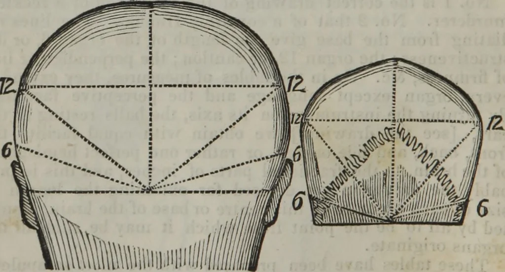 An illustration from Coombs's standard phrenology : exhibiting the exact phrenological admeasurements of above fifty distinguished and extraordinary personages, of both sexes : with skulls of the various nations of the world : embellished with above 50 engravings, and poetical descriptions of beauty, intellect, and physiognomy : with observations explanatory of the science, adapted to the character of [blank], 1841, leaf 11