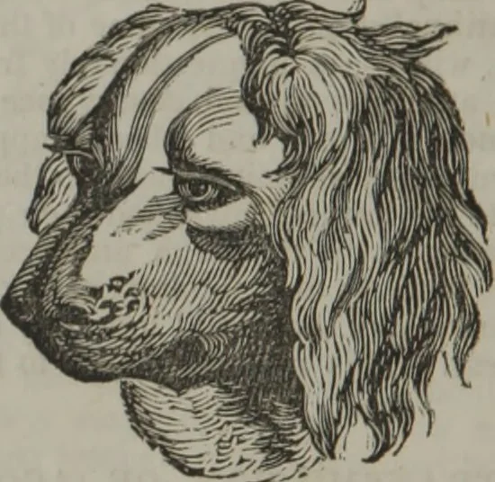 An illustration from Coombs's standard phrenology : exhibiting the exact phrenological admeasurements of above fifty distinguished and extraordinary personages, of both sexes : with skulls of the various nations of the world : embellished with above 50 engravings, and poetical descriptions of beauty, intellect, and physiognomy : with observations explanatory of the science, adapted to the character of [blank], 1841, leaf 111