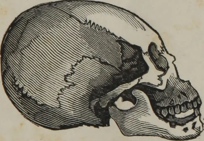 An illustration from Coombs's standard phrenology : exhibiting the exact phrenological admeasurements of above fifty distinguished and extraordinary personages, of both sexes : with skulls of the various nations of the world : embellished with above 50 engravings, and poetical descriptions of beauty, intellect, and physiognomy : with observations explanatory of the science, adapted to the character of [blank], 1841, leaf 28