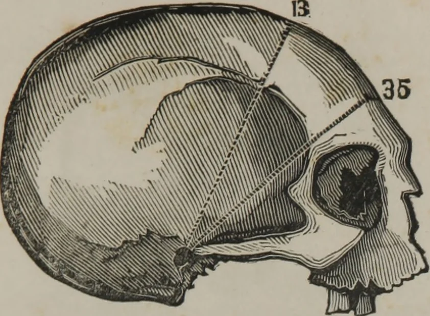 An illustration from Coombs's standard phrenology : exhibiting the exact phrenological admeasurements of above fifty distinguished and extraordinary personages, of both sexes : with skulls of the various nations of the world : embellished with above 50 engravings, and poetical descriptions of beauty, intellect, and physiognomy : with observations explanatory of the science, adapted to the character of [blank], 1841, leaf 34