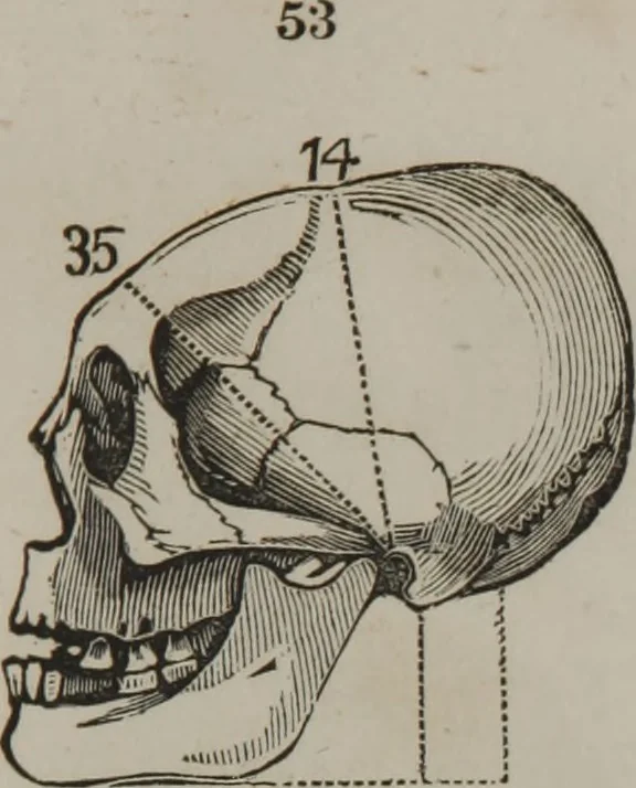 An illustration from Coombs's standard phrenology : exhibiting the exact phrenological admeasurements of above fifty distinguished and extraordinary personages, of both sexes : with skulls of the various nations of the world : embellished with above 50 engravings, and poetical descriptions of beauty, intellect, and physiognomy : with observations explanatory of the science, adapted to the character of [blank], 1841, leaf 52