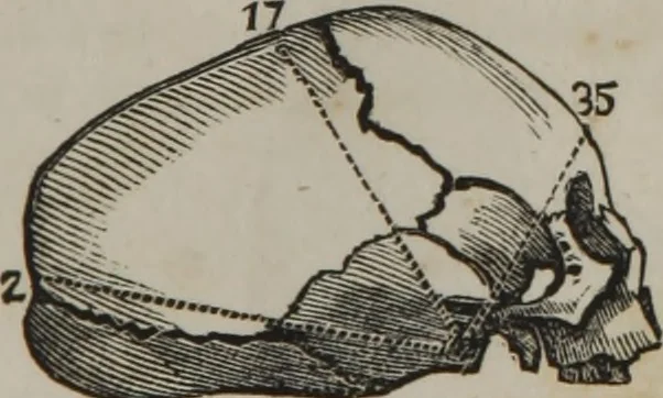 An illustration from Coombs's standard phrenology : exhibiting the exact phrenological admeasurements of above fifty distinguished and extraordinary personages, of both sexes : with skulls of the various nations of the world : embellished with above 50 engravings, and poetical descriptions of beauty, intellect, and physiognomy : with observations explanatory of the science, adapted to the character of [blank], 1841, leaf 52