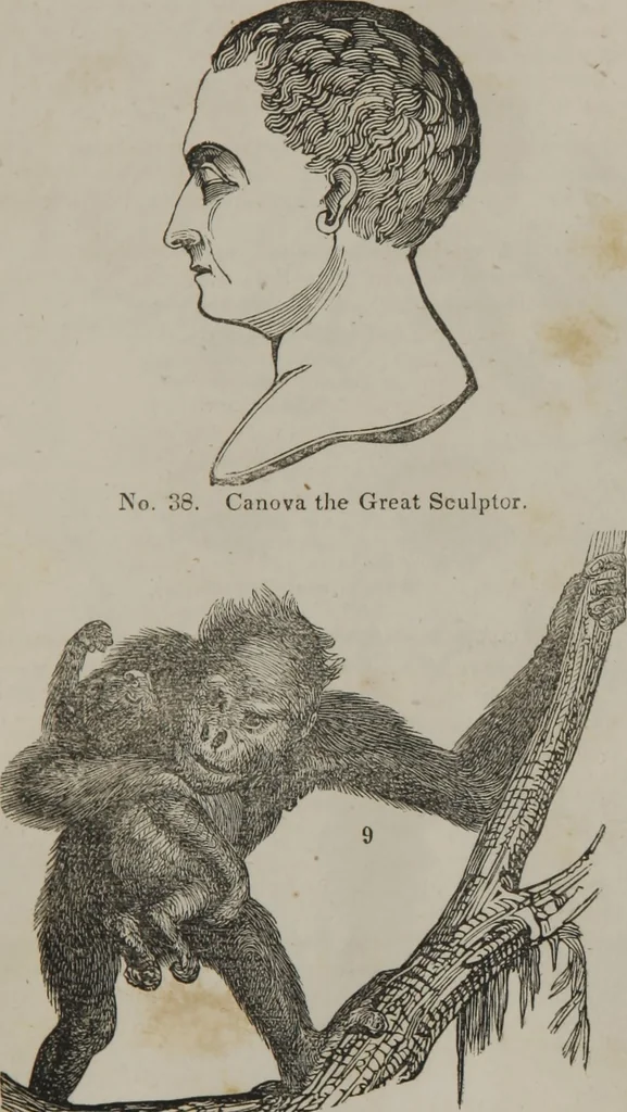An illustration from Coombs's standard phrenology : exhibiting the exact phrenological admeasurements of above fifty distinguished and extraordinary personages, of both sexes : with skulls of the various nations of the world : embellished with above 50 engravings, and poetical descriptions of beauty, intellect, and physiognomy : with observations explanatory of the science, adapted to the character of [blank], 1841, leaf 64