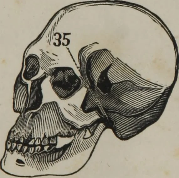 An illustration from Coombs's standard phrenology : exhibiting the exact phrenological admeasurements of above fifty distinguished and extraordinary personages, of both sexes : with skulls of the various nations of the world : embellished with above 50 engravings, and poetical descriptions of beauty, intellect, and physiognomy : with observations explanatory of the science, adapted to the character of [blank], 1841, leaf 76