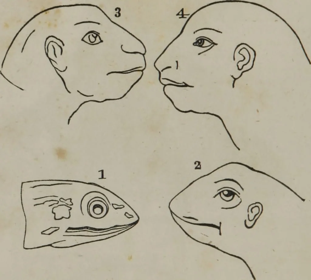 An illustration from Coombs's standard phrenology : exhibiting the exact phrenological admeasurements of above fifty distinguished and extraordinary personages, of both sexes : with skulls of the various nations of the world : embellished with above 50 engravings, and poetical descriptions of beauty, intellect, and physiognomy : with observations explanatory of the science, adapted to the character of [blank], 1841, leaf 79