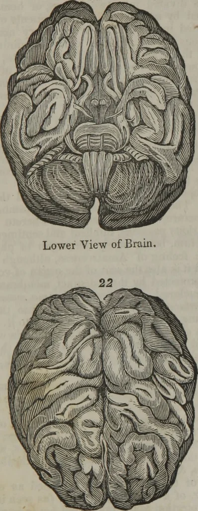 An illustration from Coombs's standard phrenology : exhibiting the exact phrenological admeasurements of above fifty distinguished and extraordinary personages, of both sexes : with skulls of the various nations of the world : embellished with above 50 engravings, and poetical descriptions of beauty, intellect, and physiognomy : with observations explanatory of the science, adapted to the character of [blank], 1841, leaf 88