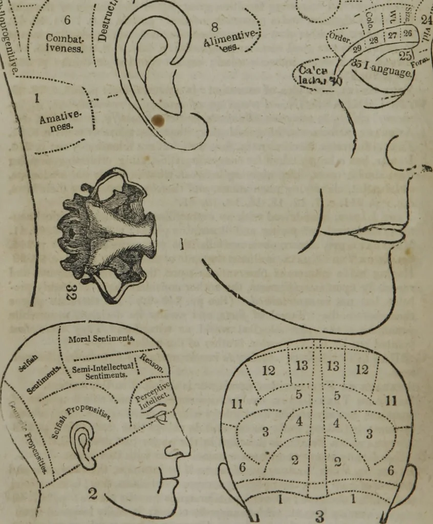An illustration from Fowler's practical phrenology : giving a concise elementary view of phrenology : presenting some new and important remarks upon the temperaments : and describing the primary mental powers in seven different degrees of development : the mental phenomena produced by their combined action : and the location of the organs, amply illustrated by cuts : also the phrenological developments, together with the character and talents of ... as given by ..., 1846, leaf 53