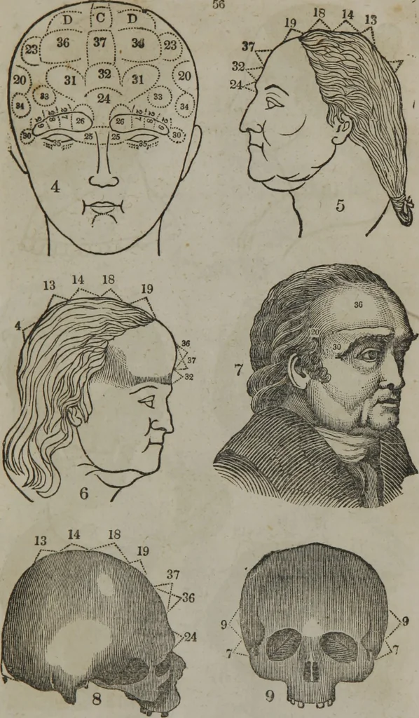 An illustration from Fowler's practical phrenology : giving a concise elementary view of phrenology : presenting some new and important remarks upon the temperaments : and describing the primary mental powers in seven different degrees of development : the mental phenomena produced by their combined action : and the location of the organs, amply illustrated by cuts : also the phrenological developments, together with the character and talents of ... as given by ..., 1846, leaf 54