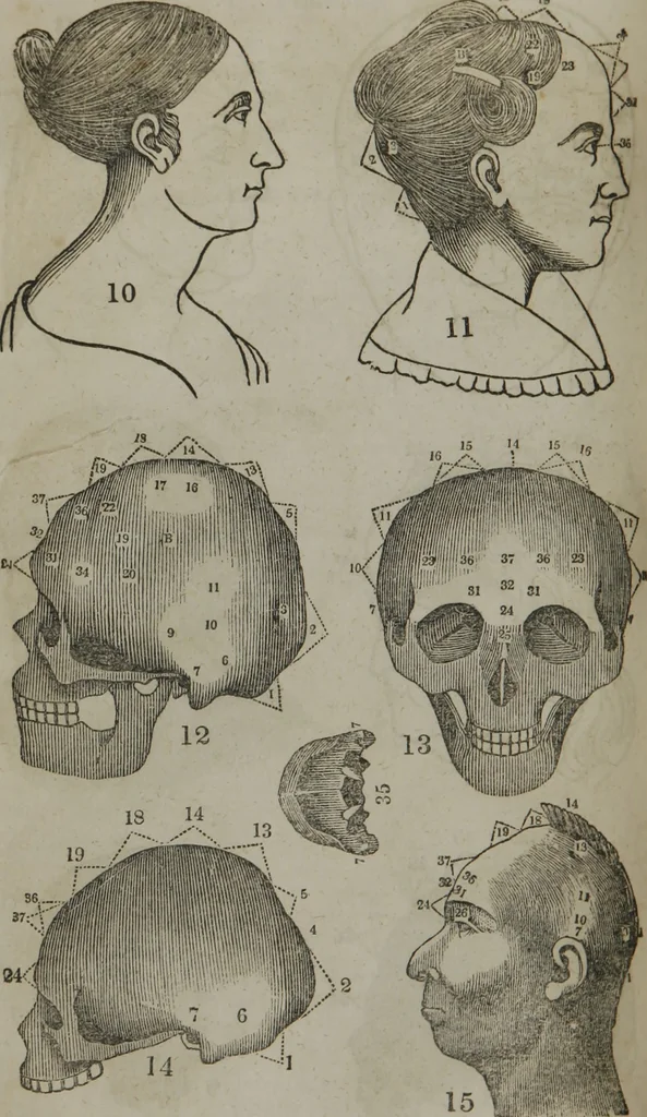 An illustration from Fowler's practical phrenology : giving a concise elementary view of phrenology : presenting some new and important remarks upon the temperaments : and describing the primary mental powers in seven different degrees of development : the mental phenomena produced by their combined action : and the location of the organs, amply illustrated by cuts : also the phrenological developments, together with the character and talents of ... as given by ..., 1846, leaf 55