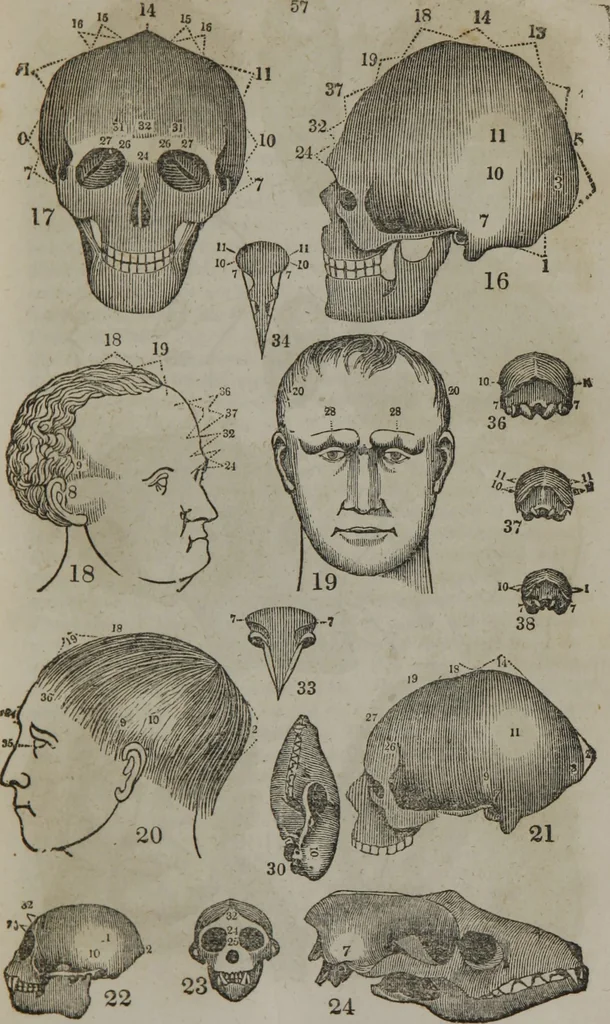 An illustration from Fowler's practical phrenology : giving a concise elementary view of phrenology : presenting some new and important remarks upon the temperaments : and describing the primary mental powers in seven different degrees of development : the mental phenomena produced by their combined action : and the location of the organs, amply illustrated by cuts : also the phrenological developments, together with the character and talents of ... as given by ..., 1846, leaf 56
