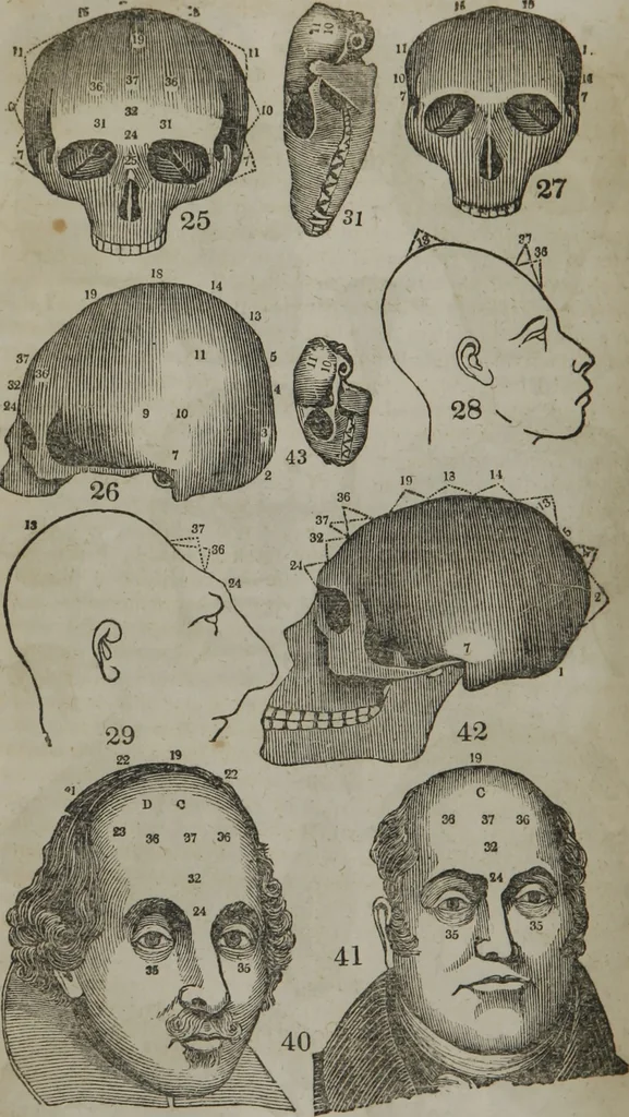 An illustration from Fowler's practical phrenology : giving a concise elementary view of phrenology : presenting some new and important remarks upon the temperaments : and describing the primary mental powers in seven different degrees of development : the mental phenomena produced by their combined action : and the location of the organs, amply illustrated by cuts : also the phrenological developments, together with the character and talents of ... as given by ..., 1846, leaf 57