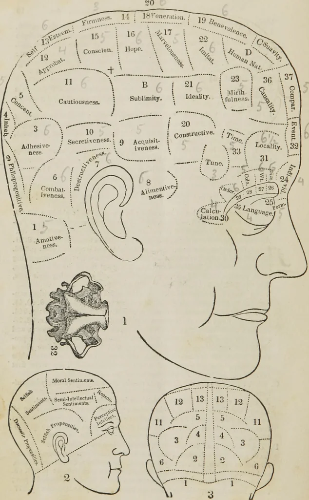 An illustration from Synopsis of phrenology and the phrenological developments : together with the character and talents of [blank] as given by [blank] : with reference to those pages of "Phrenology proved, illiustrated, and applied," in which will be found a full and correct delineation of the intellectual and moral character and manifestations of the above-named individual, 1838, leaf 25
