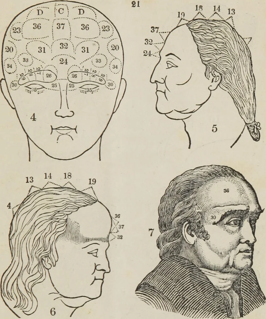 An illustration from Synopsis of phrenology and the phrenological developments : together with the character and talents of [blank] as given by [blank] : with reference to those pages of "Phrenology proved, illiustrated, and applied," in which will be found a full and correct delineation of the intellectual and moral character and manifestations of the above-named individual, 1838, leaf 26