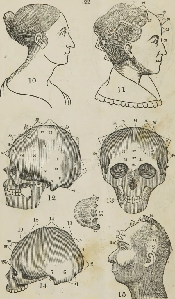 An illustration from Synopsis of phrenology and the phrenological developments : together with the character and talents of [blank] as given by [blank] : with reference to those pages of "Phrenology proved, illiustrated, and applied," in which will be found a full and correct delineation of the intellectual and moral character and manifestations of the above-named individual, 1838, leaf 27