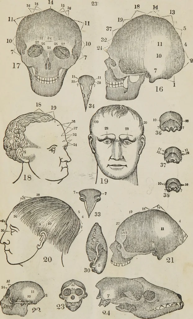An illustration from Synopsis of phrenology and the phrenological developments : together with the character and talents of [blank] as given by [blank] : with reference to those pages of "Phrenology proved, illiustrated, and applied," in which will be found a full and correct delineation of the intellectual and moral character and manifestations of the above-named individual, 1838, leaf 28