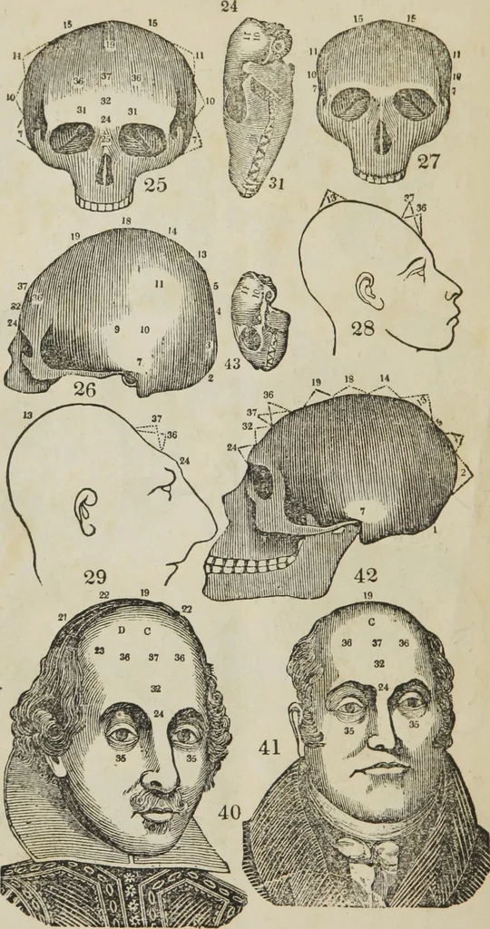 An illustration from Synopsis of phrenology and the phrenological developments : together with the character and talents of [blank] as given by [blank] : with reference to those pages of "Phrenology proved, illiustrated, and applied," in which will be found a full and correct delineation of the intellectual and moral character and manifestations of the above-named individual, 1838, leaf 29