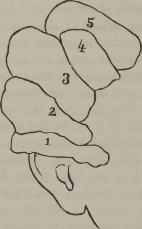 An illustration from Phreno-geology : the progressive creation of man : indicated by natural history, and confirmed by discoveries which connect the organization and functions of the brain with the successive geological periods, 1851, leaf 103