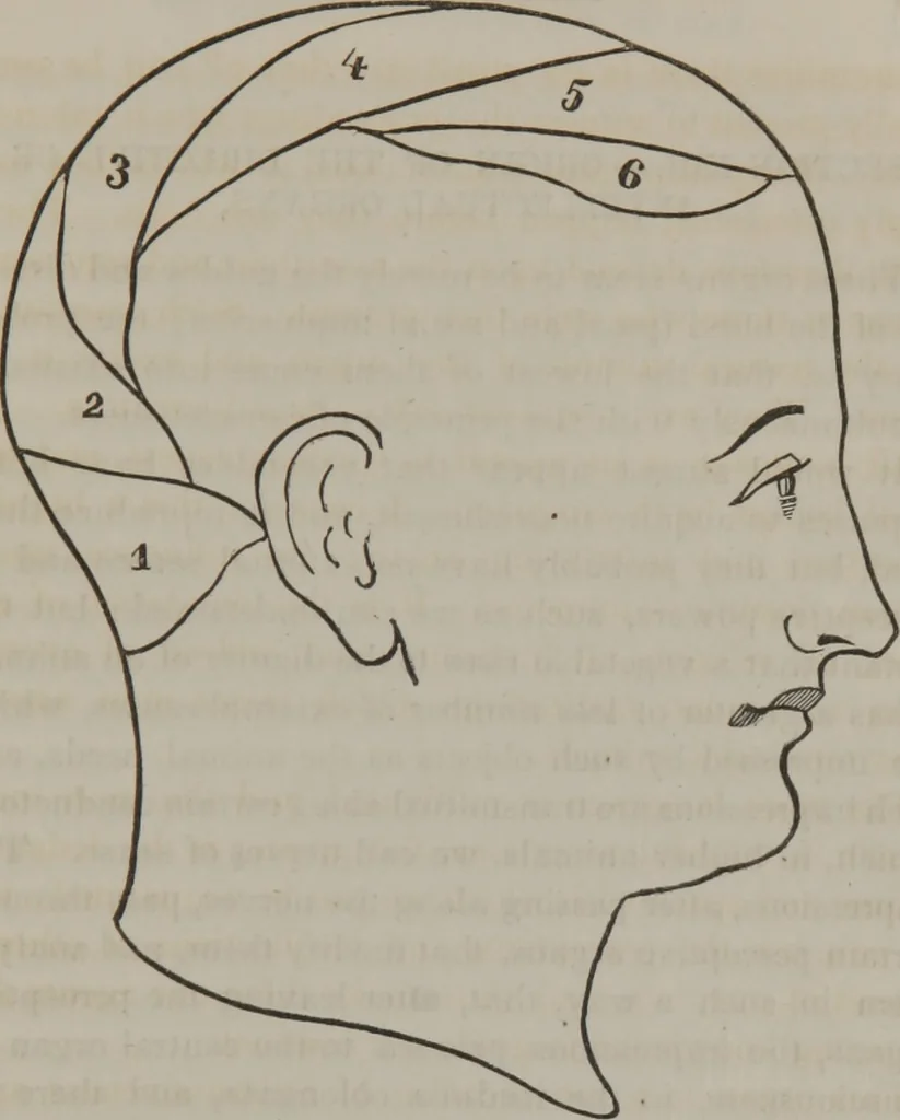 An illustration from Phreno-geology : the progressive creation of man : indicated by natural history, and confirmed by discoveries which connect the organization and functions of the brain with the successive geological periods, 1851, leaf 118