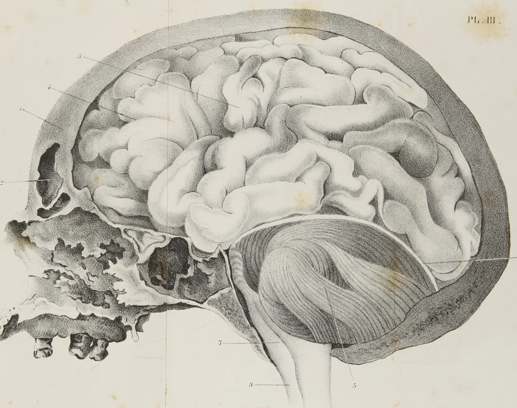 An illustration from An examination of phrenology : in two lectures : delivered to the students of the Columbian College, District of Columbia, February, 1837, 1839, leaf 128