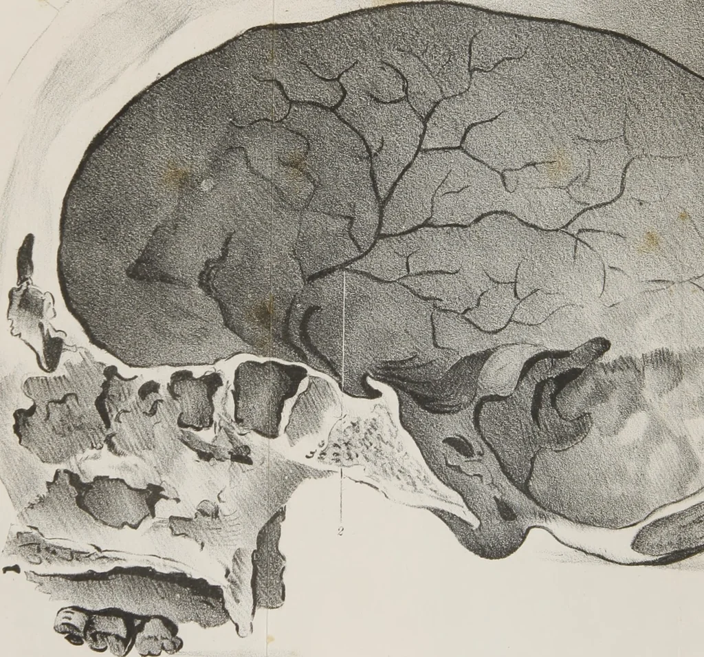 An illustration from An examination of phrenology : in two lectures : delivered to the students of the Columbian College, District of Columbia, February, 1837, 1839, leaf 132