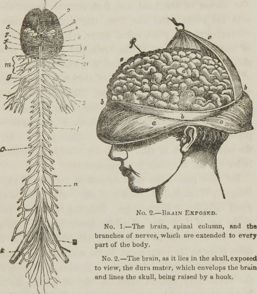 An illustration from Lectures on mental science according to the philosophy of phrenology : delivered before the Anthropological Society of the Western Liberal Institute of Marietta, Ohio, in the autumn of 1851, 1854, leaf 26