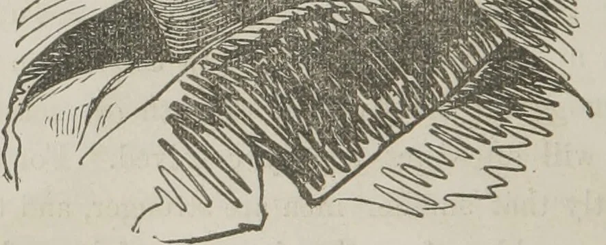 An illustration from Lectures on mental science according to the philosophy of phrenology : delivered before the Anthropological Society of the Western Liberal Institute of Marietta, Ohio, in the autumn of 1851, 1854, leaf 45