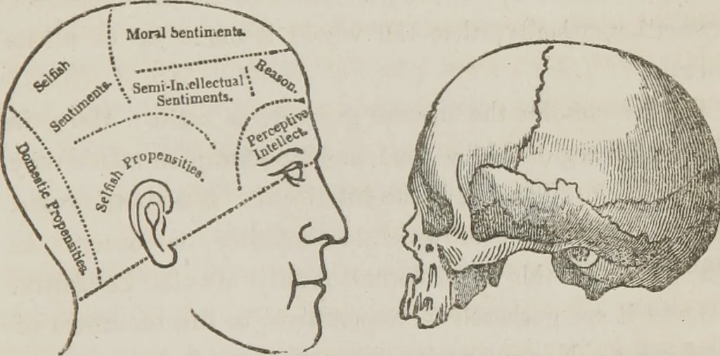 An illustration from Lectures on mental science according to the philosophy of phrenology : delivered before the Anthropological Society of the Western Liberal Institute of Marietta, Ohio, in the autumn of 1851, 1854, leaf 86