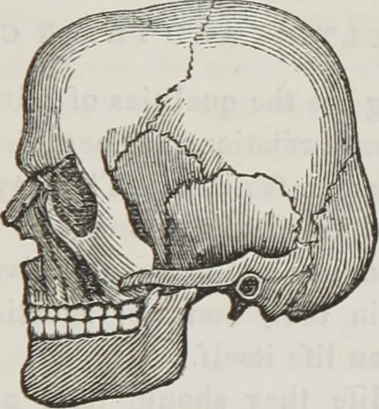 An illustration from Marriage, its history and ceremonies : with a phrenological and physiological exposition of the functions and qualifications for happy marriages, 1848, leaf 116