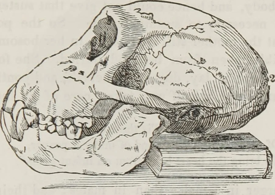 An illustration from Marriage, its history and ceremonies : with a phrenological and physiological exposition of the functions and qualifications for happy marriages, 1848, leaf 94