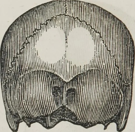 An illustration from Marriage, its history and ceremonies : with a phrenological and physiological exposition of the functions and qualifications for happy marriages, 1848, leaf 97