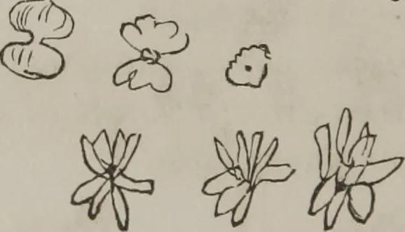 An illustration from Illustrations of disease with the microscope. clinical investigations, aided by the microscope, and by chemical reagents, with microscopical observations of pathological specimens, medical and surgical, obtained in Charleston, S.C. : a contribution intended to disclose the minute history of the diseases prevailing in this latitude, and to assist future students, 1861, leaf 109