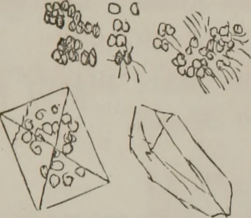 An illustration from Illustrations of disease with the microscope. clinical investigations, aided by the microscope, and by chemical reagents, with microscopical observations of pathological specimens, medical and surgical, obtained in Charleston, S.C. : a contribution intended to disclose the minute history of the diseases prevailing in this latitude, and to assist future students, 1861, leaf 114