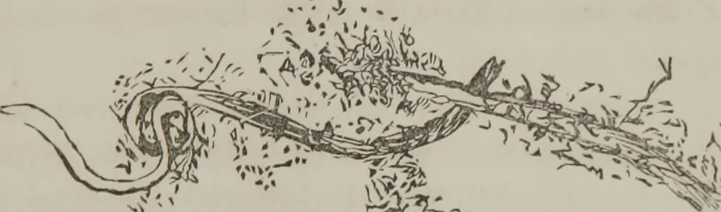 An illustration from Illustrations of disease with the microscope. clinical investigations, aided by the microscope, and by chemical reagents, with microscopical observations of pathological specimens, medical and surgical, obtained in Charleston, S.C. : a contribution intended to disclose the minute history of the diseases prevailing in this latitude, and to assist future students, 1861, leaf 116