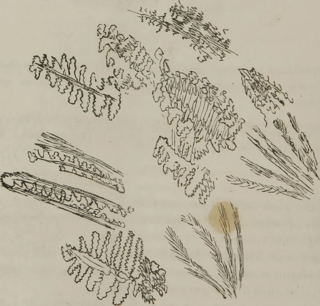 An illustration from Illustrations of disease with the microscope. clinical investigations, aided by the microscope, and by chemical reagents, with microscopical observations of pathological specimens, medical and surgical, obtained in Charleston, S.C. : a contribution intended to disclose the minute history of the diseases prevailing in this latitude, and to assist future students, 1861, leaf 123