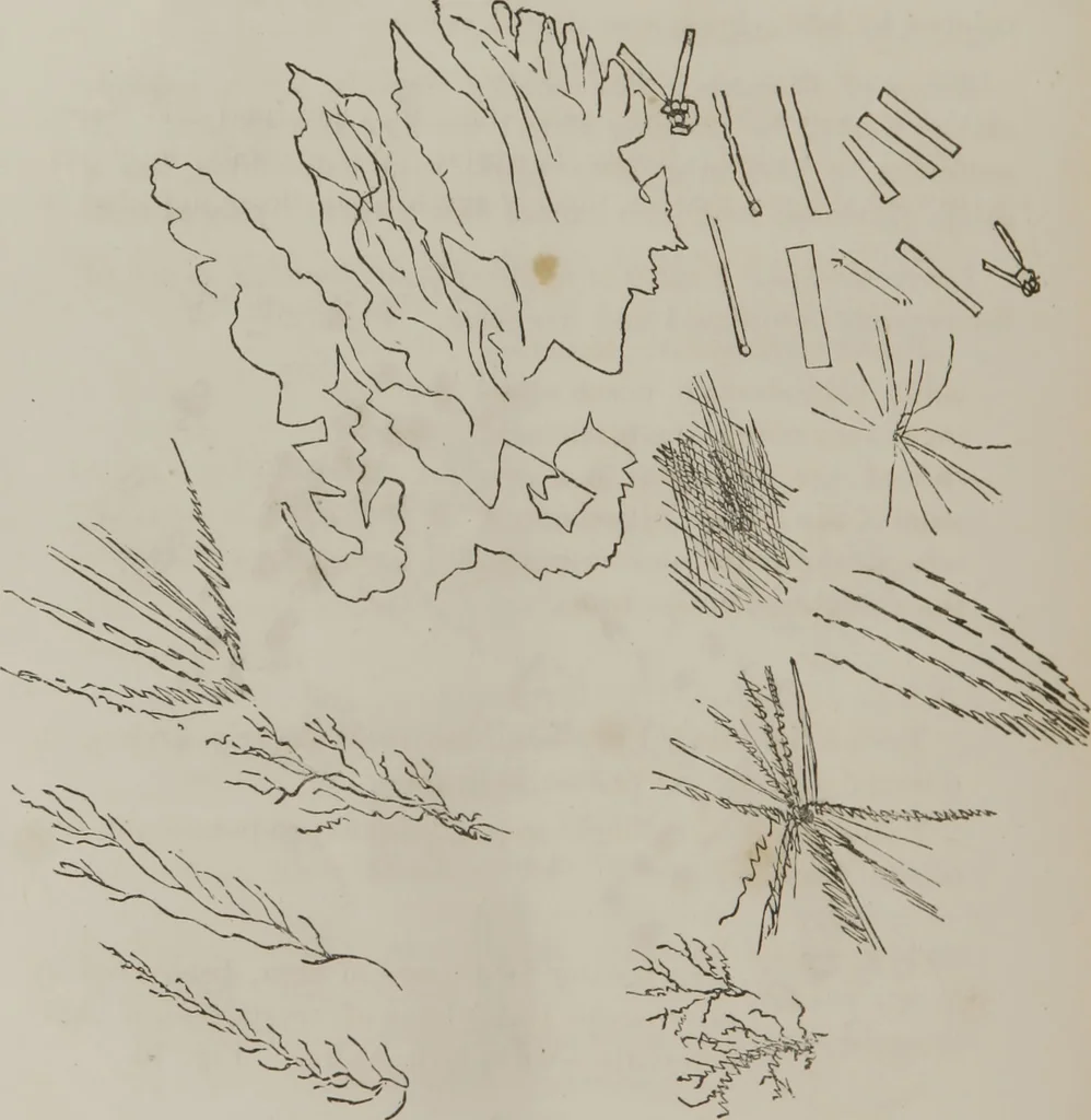 An illustration from Illustrations of disease with the microscope. clinical investigations, aided by the microscope, and by chemical reagents, with microscopical observations of pathological specimens, medical and surgical, obtained in Charleston, S.C. : a contribution intended to disclose the minute history of the diseases prevailing in this latitude, and to assist future students, 1861, leaf 129