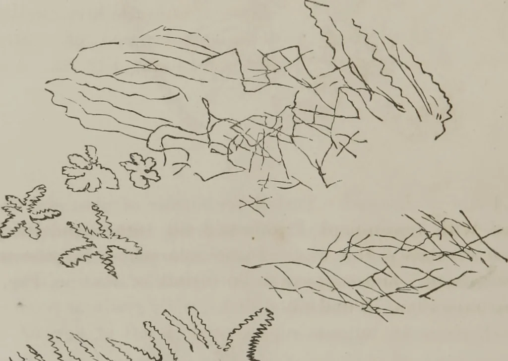 An illustration from Illustrations of disease with the microscope. clinical investigations, aided by the microscope, and by chemical reagents, with microscopical observations of pathological specimens, medical and surgical, obtained in Charleston, S.C. : a contribution intended to disclose the minute history of the diseases prevailing in this latitude, and to assist future students, 1861, leaf 133