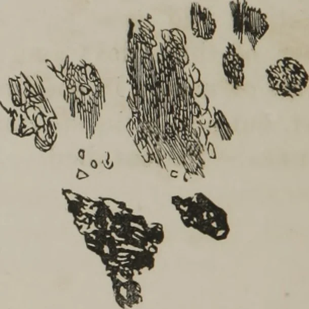 An illustration from Illustrations of disease with the microscope. clinical investigations, aided by the microscope, and by chemical reagents, with microscopical observations of pathological specimens, medical and surgical, obtained in Charleston, S.C. : a contribution intended to disclose the minute history of the diseases prevailing in this latitude, and to assist future students, 1861, leaf 139