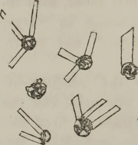 An illustration from Illustrations of disease with the microscope. clinical investigations, aided by the microscope, and by chemical reagents, with microscopical observations of pathological specimens, medical and surgical, obtained in Charleston, S.C. : a contribution intended to disclose the minute history of the diseases prevailing in this latitude, and to assist future students, 1861, leaf 93