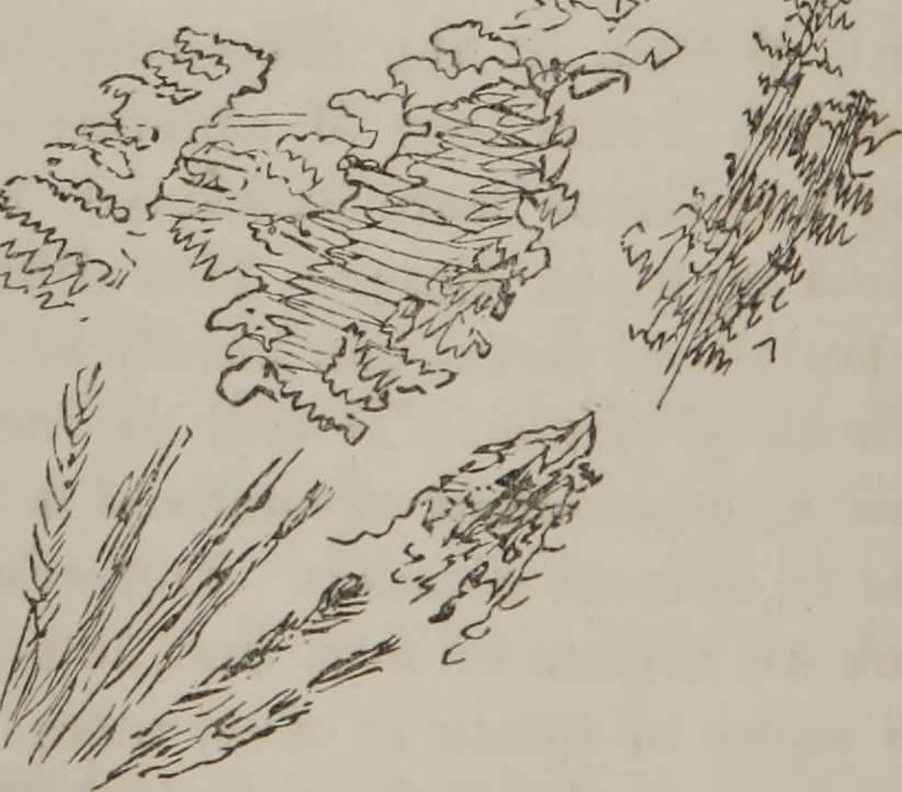 An illustration from Illustrations of disease with the microscope. clinical investigations, aided by the microscope, and by chemical reagents, with microscopical observations of pathological specimens, medical and surgical, obtained in Charleston, S.C. : a contribution intended to disclose the minute history of the diseases prevailing in this latitude, and to assist future students, 1861, leaf 93
