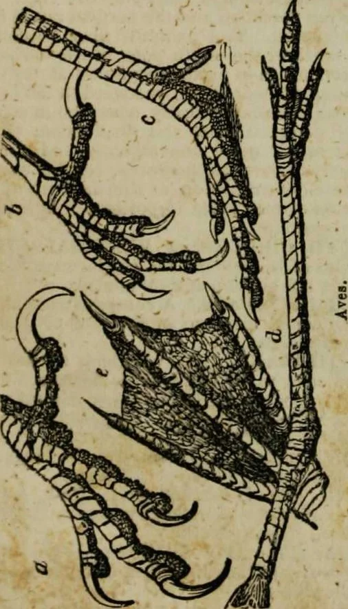 An illustration from A Dictionary of science, literature, and art [electronic resource]: comprising the history, description, and scientific principles of every branch of human knowledge; with the derivation and definition of all the terms in general use, 1844, leaf 121