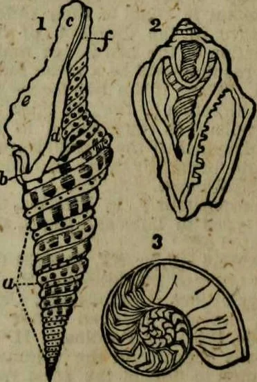 An illustration from A Dictionary of science, literature, and art [electronic resource]: comprising the history, description, and scientific principles of every branch of human knowledge; with the derivation and definition of all the terms in general use, 1844, leaf 278