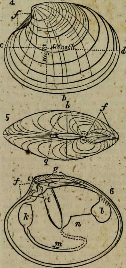 An illustration from A Dictionary of science, literature, and art [electronic resource]: comprising the history, description, and scientific principles of every branch of human knowledge; with the derivation and definition of all the terms in general use, 1844, leaf 279