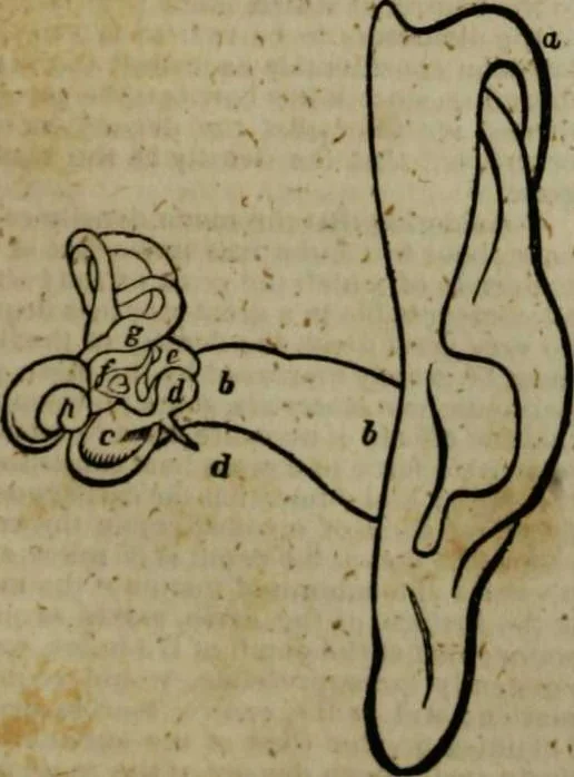 An illustration from A Dictionary of science, literature, and art [electronic resource]: comprising the history, description, and scientific principles of every branch of human knowledge; with the derivation and definition of all the terms in general use, 1844, leaf 385