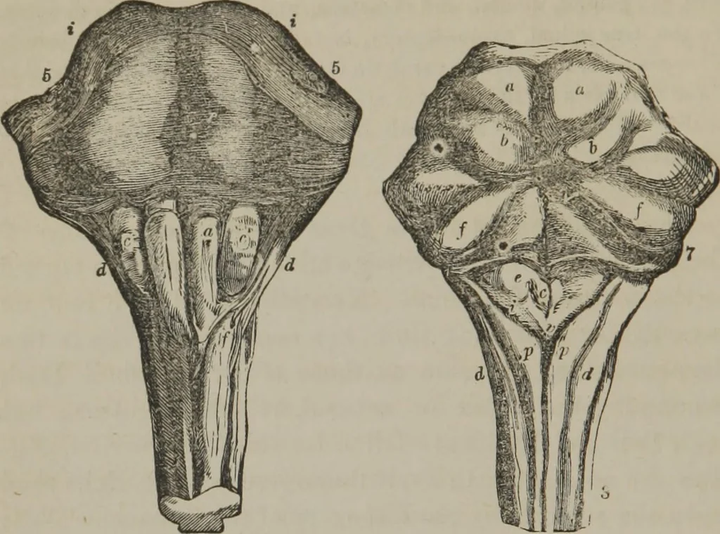 An illustration from The mysteries of human nature explained by a new system of nervous physiology : to which is added, a review of the errors of spiritualism, and instructions for developing or resisting the influence by which subjects and mediums are made, 1857, leaf 103