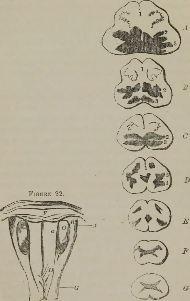 An illustration from The mysteries of human nature explained by a new system of nervous physiology : to which is added, a review of the errors of spiritualism, and instructions for developing or resisting the influence by which subjects and mediums are made, 1857, leaf 105