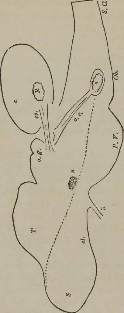 An illustration from The mysteries of human nature explained by a new system of nervous physiology : to which is added, a review of the errors of spiritualism, and instructions for developing or resisting the influence by which subjects and mediums are made, 1857, leaf 107