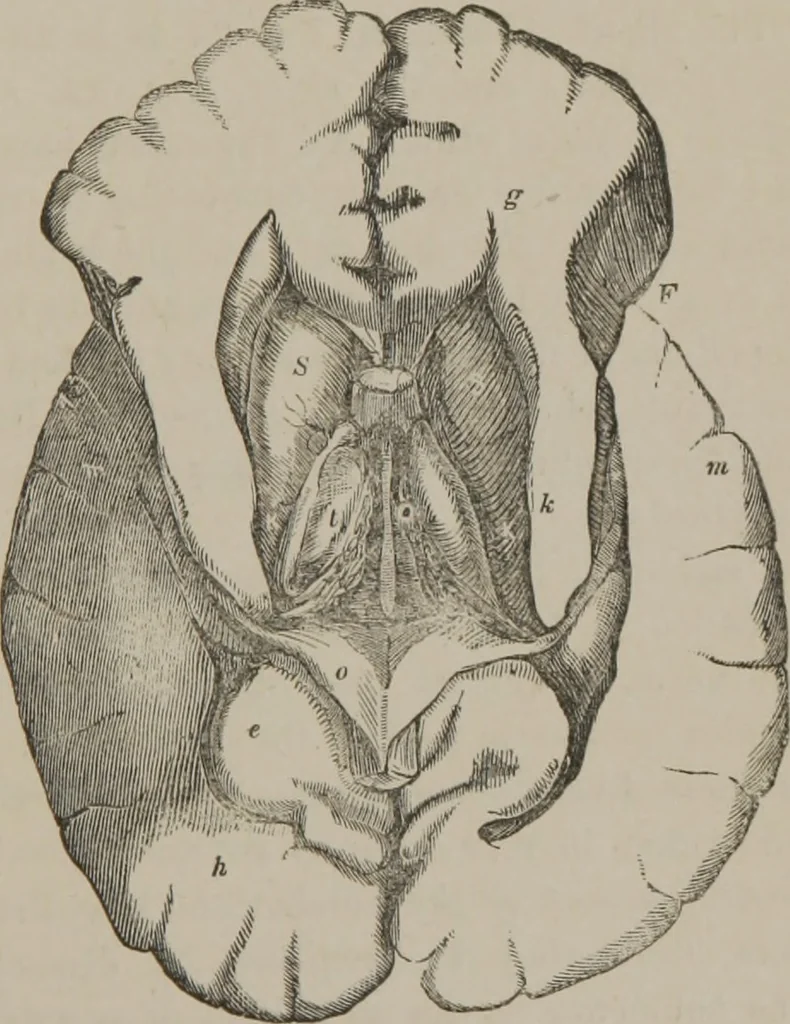 An illustration from The mysteries of human nature explained by a new system of nervous physiology : to which is added, a review of the errors of spiritualism, and instructions for developing or resisting the influence by which subjects and mediums are made, 1857, leaf 108